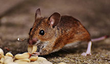 24 Hour & Emergency Exterminators in Saint Clair Shores, MI